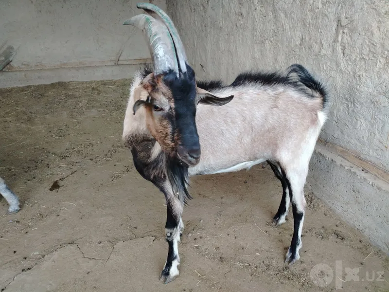 Zotdor taka sotiladi 1 Zotdor taka sotiladi 1