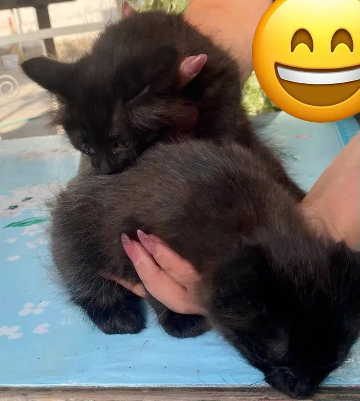 Котята а добрые руки — фото 2
