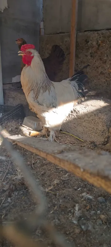 Brama tovuqlar sotiladi 2