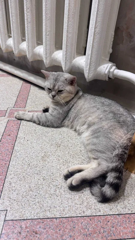 Шотландская шиншилла на вязку