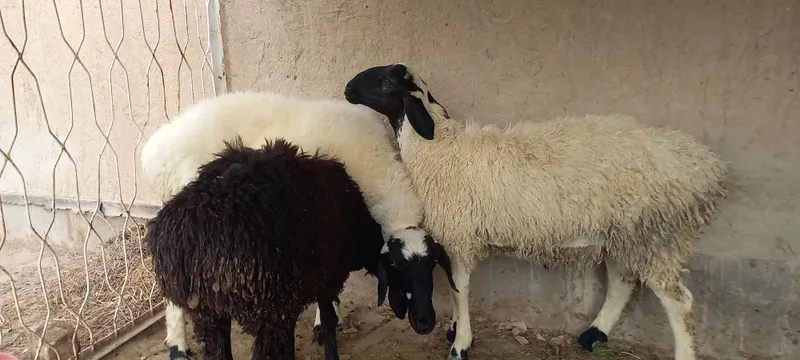 Эгизчи кора кулок бугоз куй — фото 3