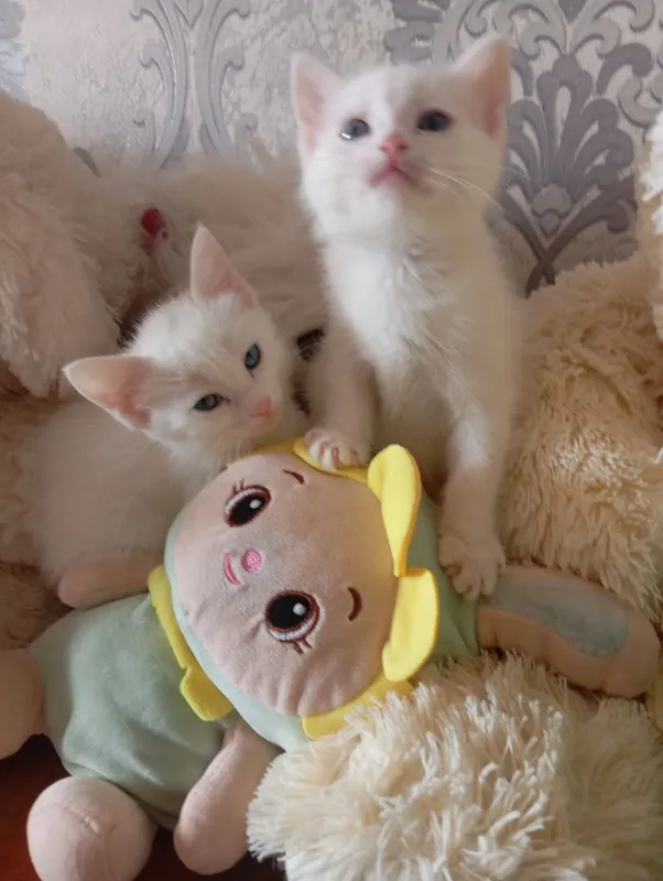 Продаются Котята — фото 3