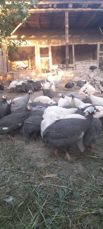 Sisarka tuxumlari sotiladi donasi 10 ming 10 taga 1 bonus — фото 2