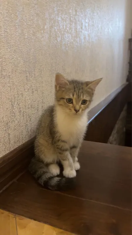 Котята 3 месяца , родились 1 апреля. Породистые. 3 Котята 3 месяца , родились 1 апреля. Породистые. 3