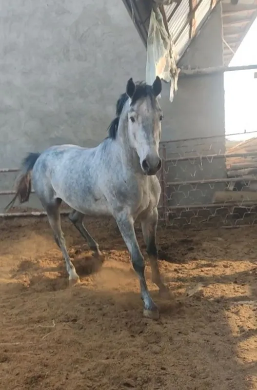 Ot sotiladi toy pul zaril. Ot sotiladi toy pul zaril.