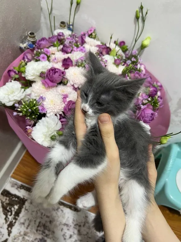 Отдается даром Котенок 2 месяца. Только в хорошую семью! 3 Отдается даром Котенок 2 месяца. Только в хорошую семью! 3