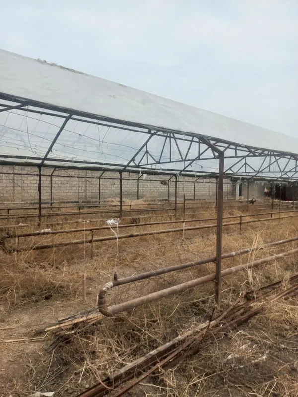 Теплица , isq hona 2 sotik 3 Теплица , isq hona 2 sotik 3