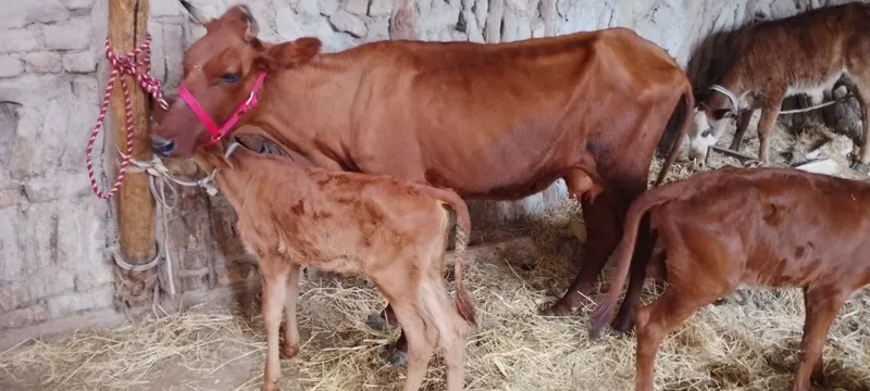 Srochniyga ona bola sigir sotiladi kafolati bilan 3