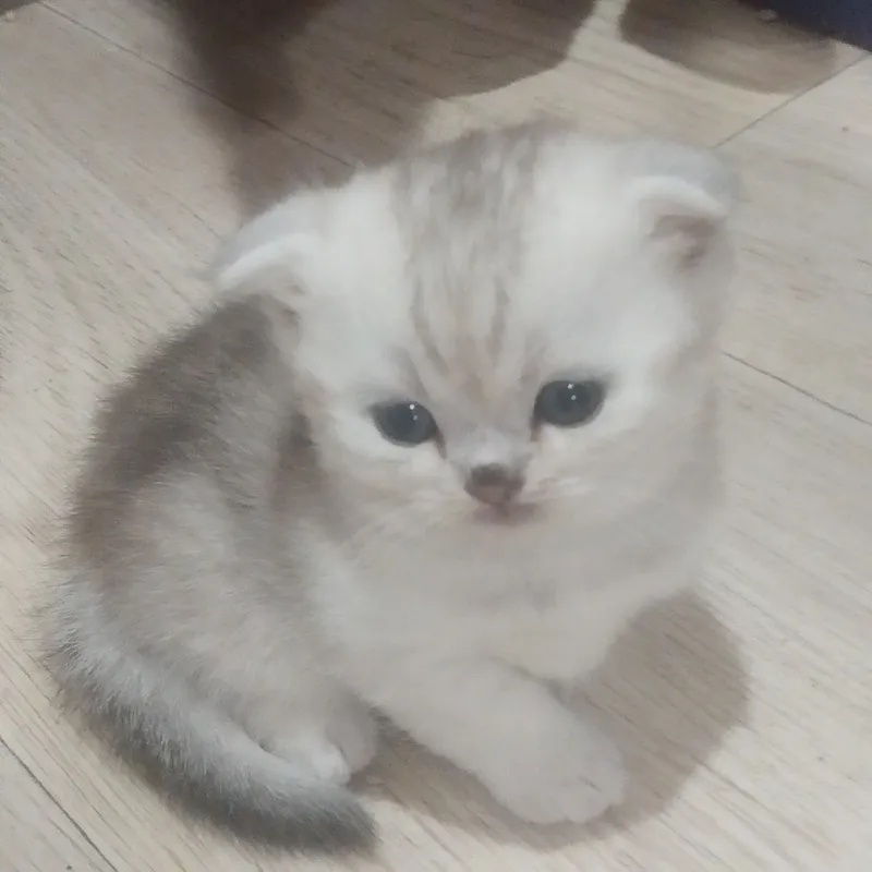 котята. породистые — фото 1