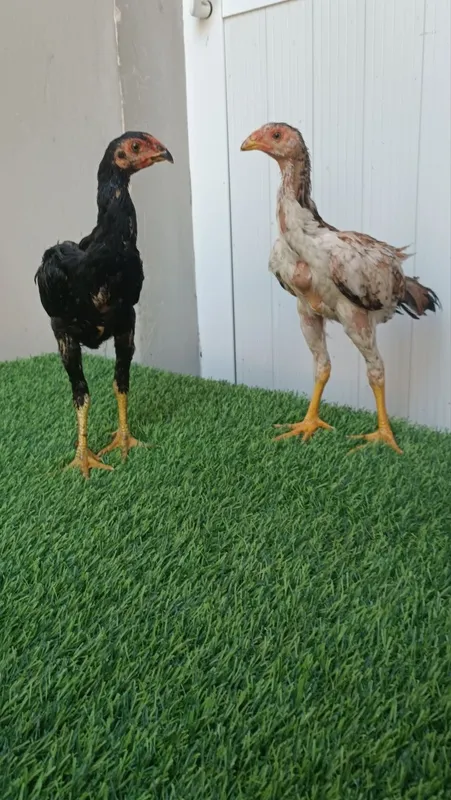 Dakan jojala sotiladi 2