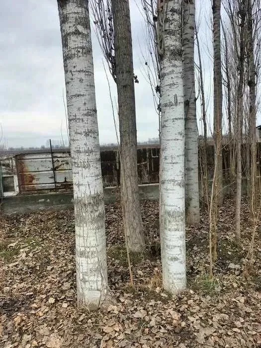 Тераклар сотилади 60 дона