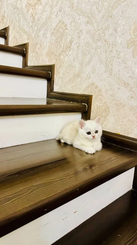 Продаётся чистокровный котята — фото 3