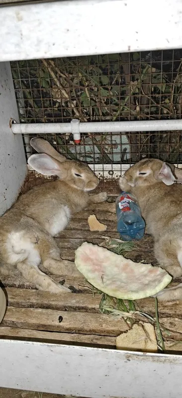 plandr quyonlar narxiga javob olsangiz kelishtirib beraman qafasi bor 4 plandr quyonlar narxiga javob olsangiz kelishtirib beraman qafasi bor 4