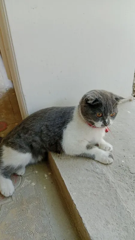 Мушук скоттиш фолд кз бола — фото 1