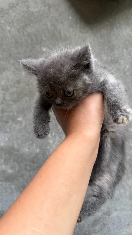 Котенок 5 Котенок 5