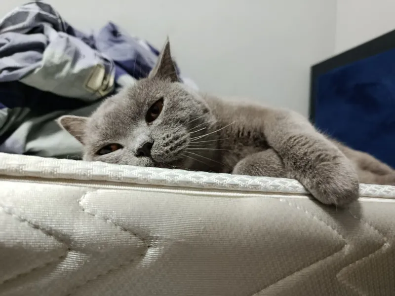 Scottish straight cat — фото 1