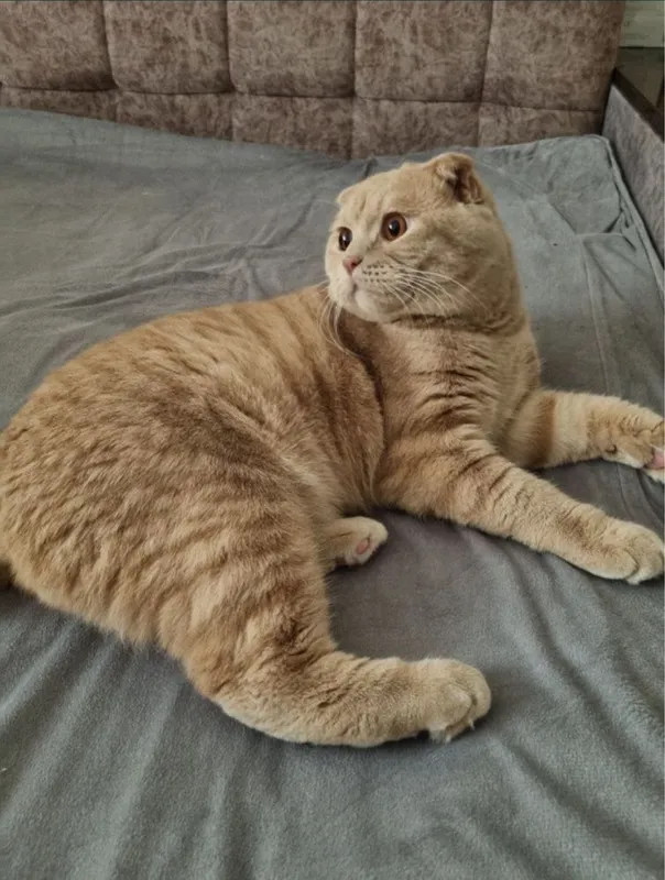 Вязка Кошек Мальчик опытный Вязка Кошек Мальчик опытный