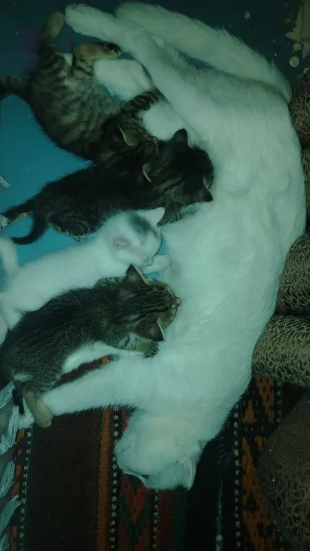 Продаётся кошка с котятами 2 Продаётся кошка с котятами 2
