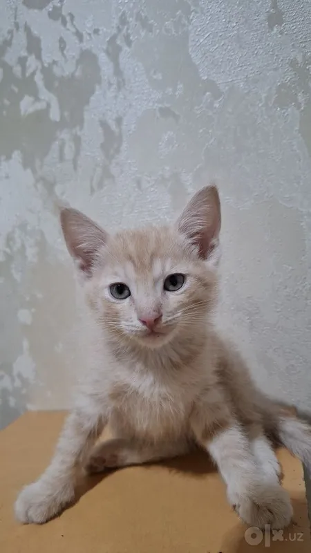 Котята домашние в добрые ручки 2 Котята домашние в добрые ручки 2