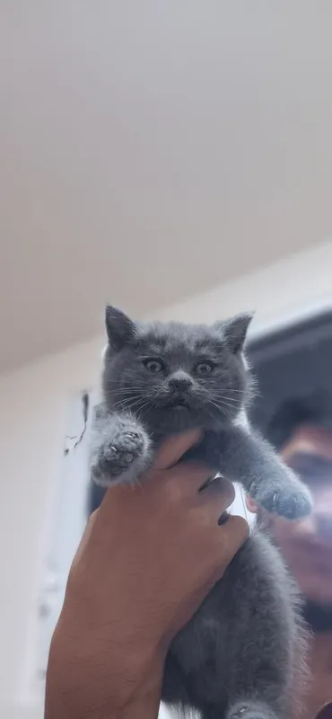 Scottish fold va straight 3