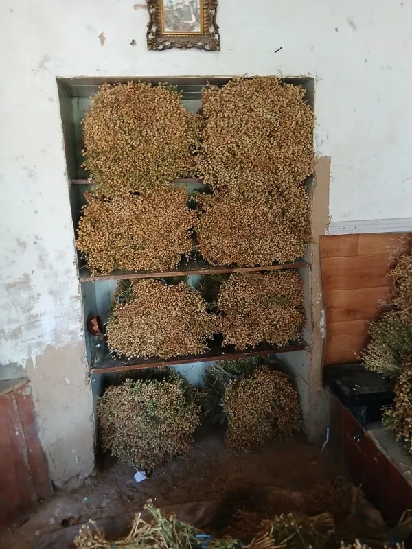 Продаётся гармала — фото 5