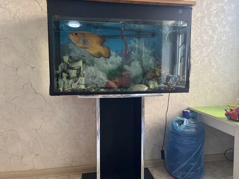 Baliq sotiladi akvarium va filtiri bilan