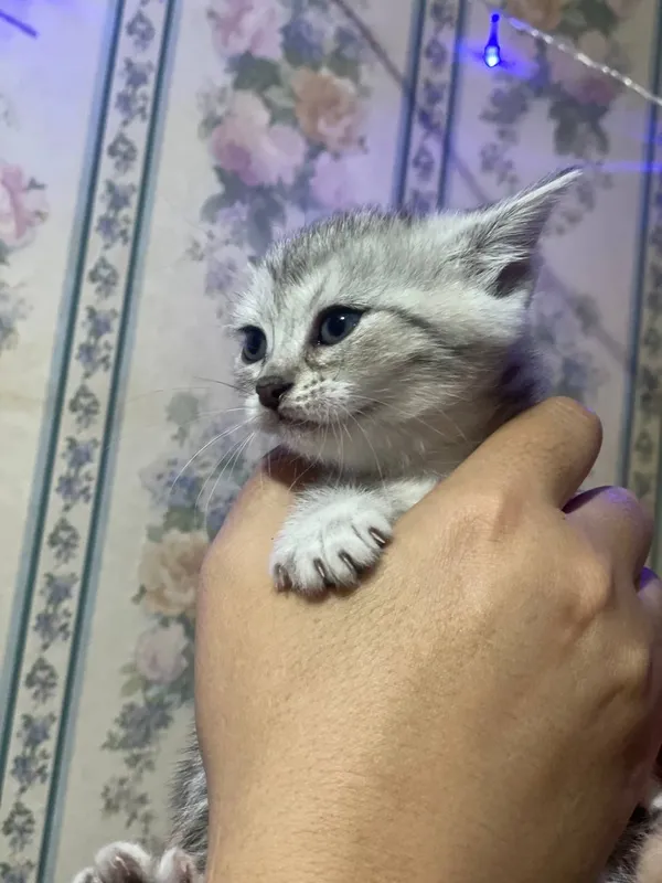 продается котята шиншилла 1 продается котята шиншилла 1