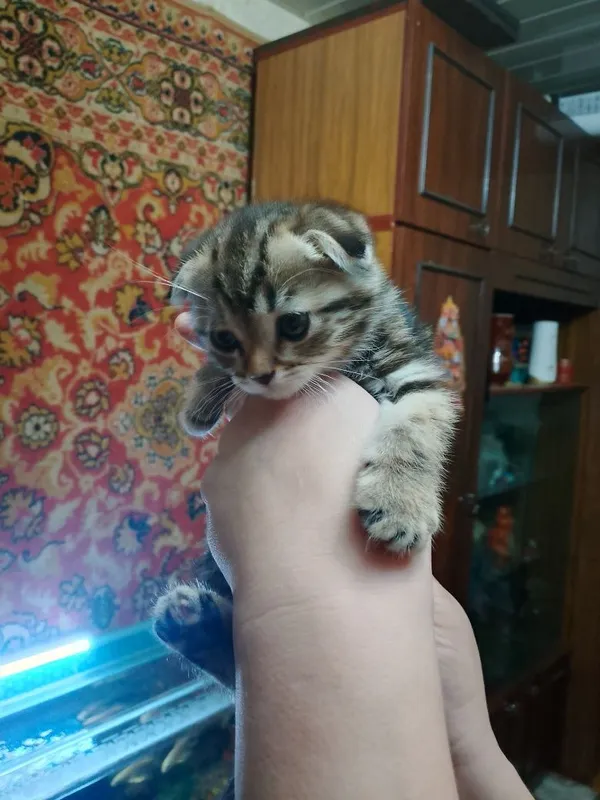 Продаются котята — фото 2