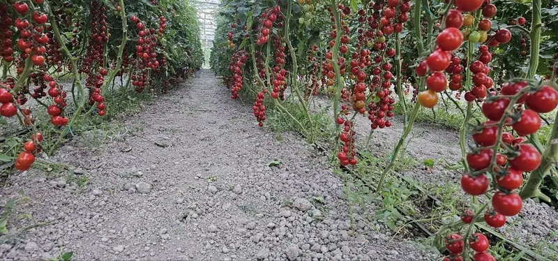 Продается помидоры черри, Помидор черри (cherry tomat) сотилади — фото 1