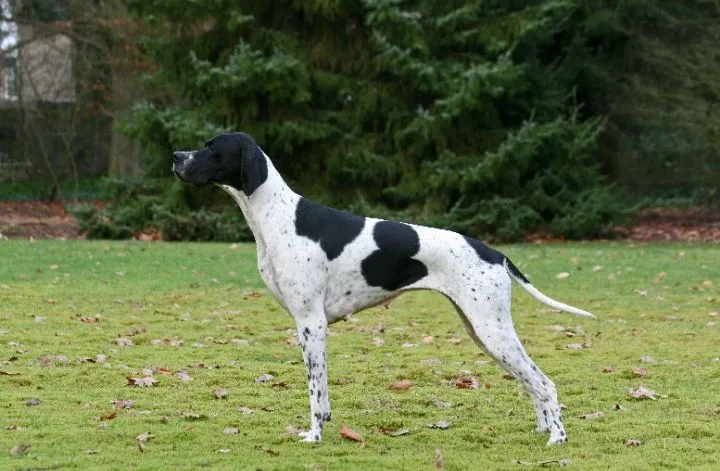 Pointer it sotiladi axota uchun 2 oyli qiz bola 1 Pointer it sotiladi axota uchun 2 oyli qiz bola 1