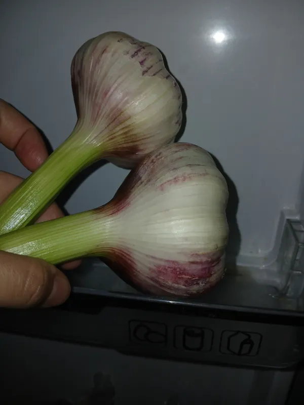 chesnok ulgurji