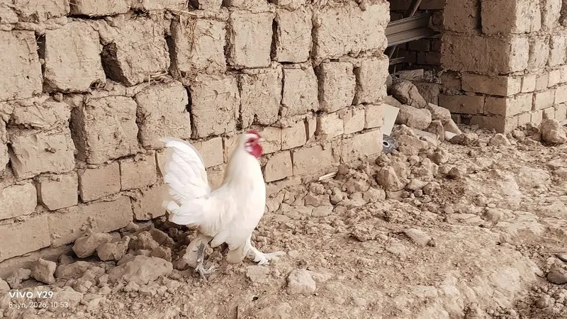 Assalom aleykum yapon xòroz sotladi. Narxi arzon qilib beramiz