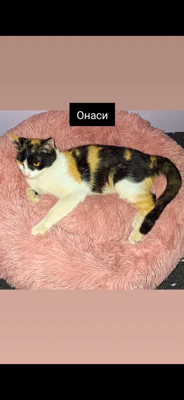 Мушукчалар 2