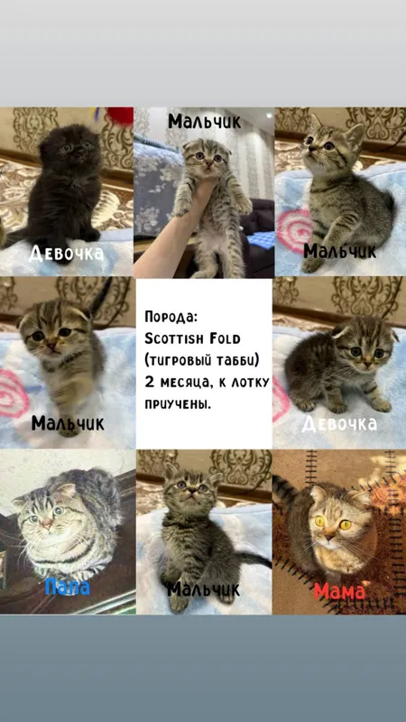 продаются катята