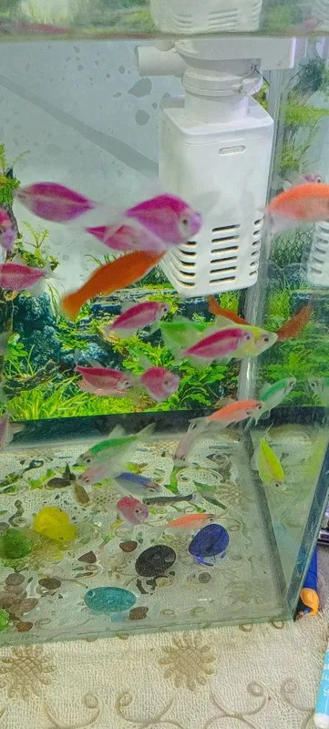 Akvarium va baliqlar sotiladi. +Filtr — фото 3
