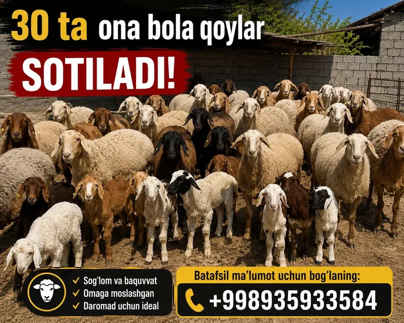 Ona bola qoylar sotiladi Ona bola qoylar sotiladi