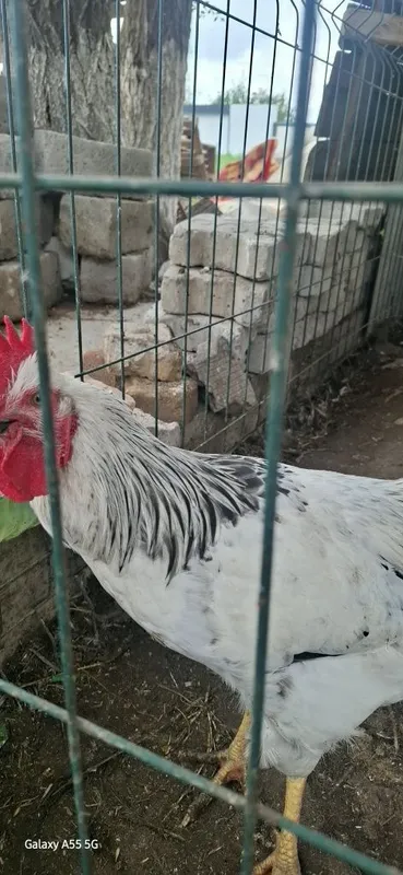 Adler joʻja xoʻrozlari sotiladi. — фото 3
