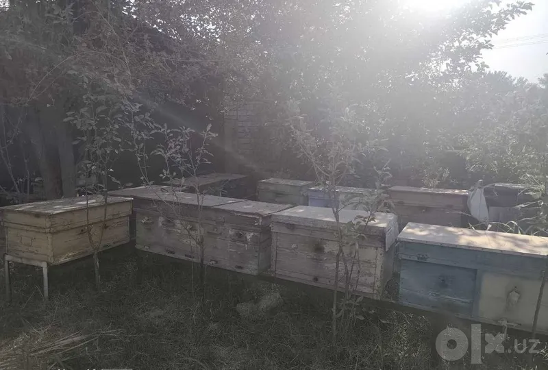 Продаются пчелосемьи с ульями БУ/Маҳсулдор асалари оилалари сотилади. 3 Продаются пчелосемьи с ульями БУ/Маҳсулдор асалари оилалари сотилади. 3