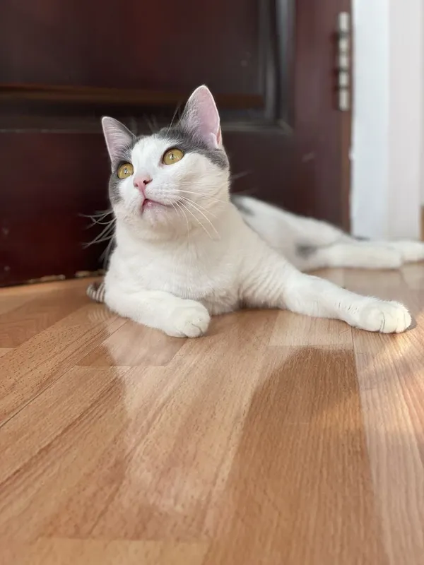 Дом для кота Гэндальфа — фото 3