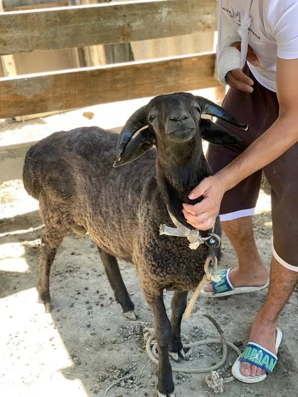 Qo'chqor barra 6 oylik 1