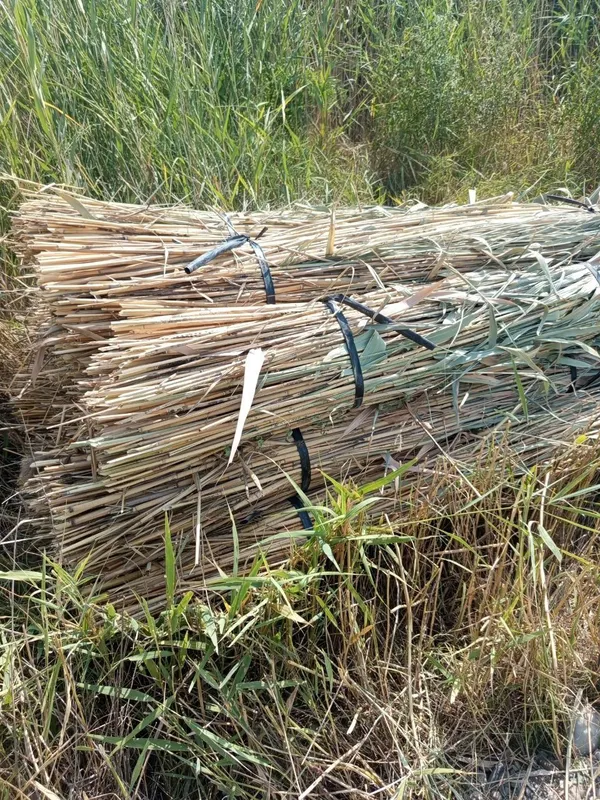 ломбозга камиш бор, буйи 4метр+… эни 10л баклашка, 500та бор — фото 2