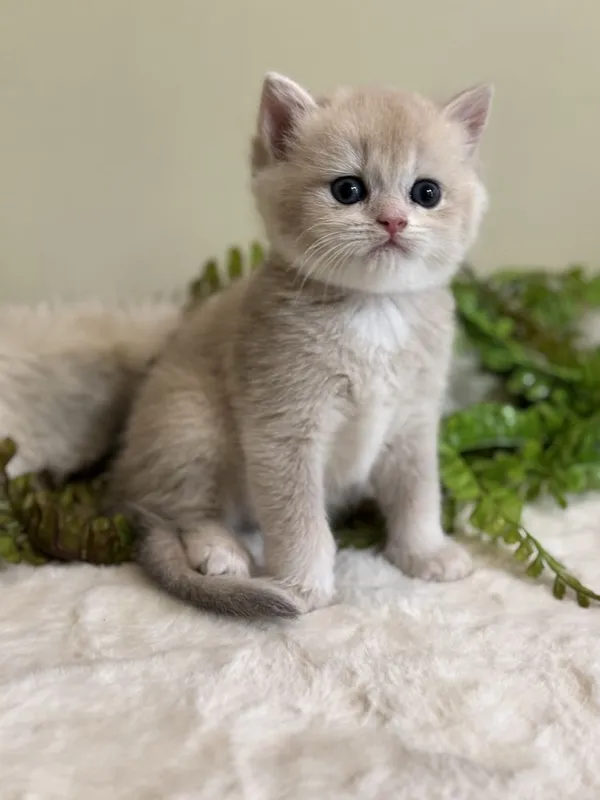Продаются срочно британские котята
