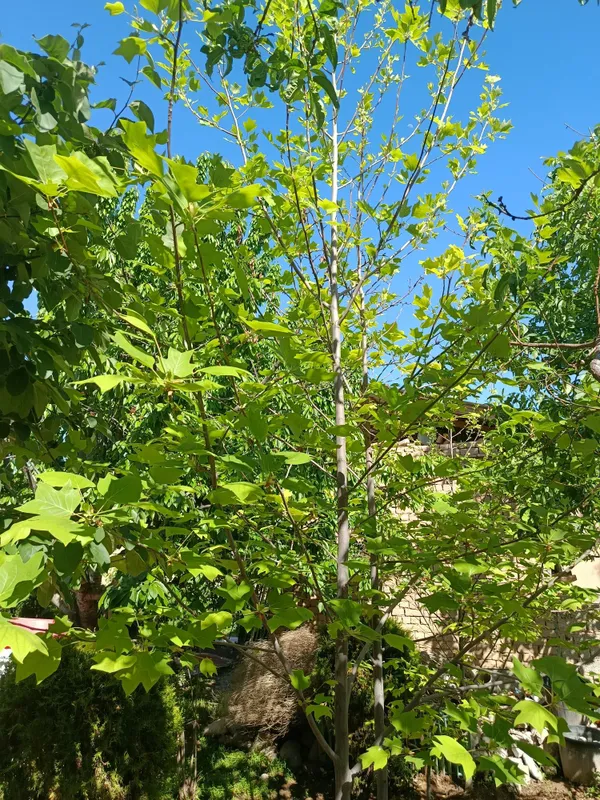 Lola daraxti koʻp yillik oʻsimlik