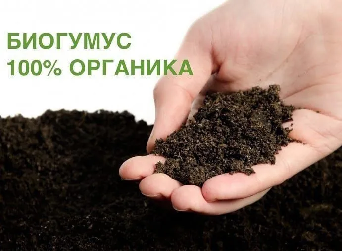 Sifatli toza 0.5 setkaga elangan Biogomuslar sotiladi — фото 1