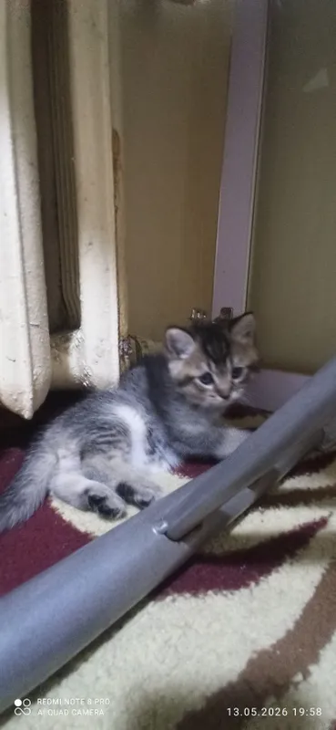 Котята 1.5 месяца. Приучены к лотку — фото 1