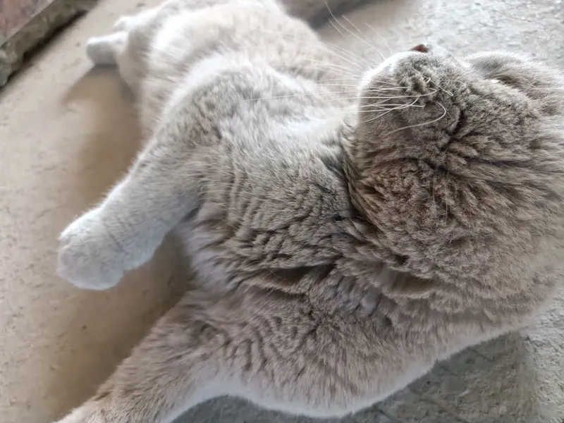 Scottish Fold erkak — фото 1