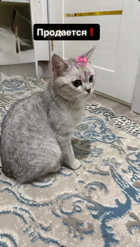 Shinshilla Shinshilla