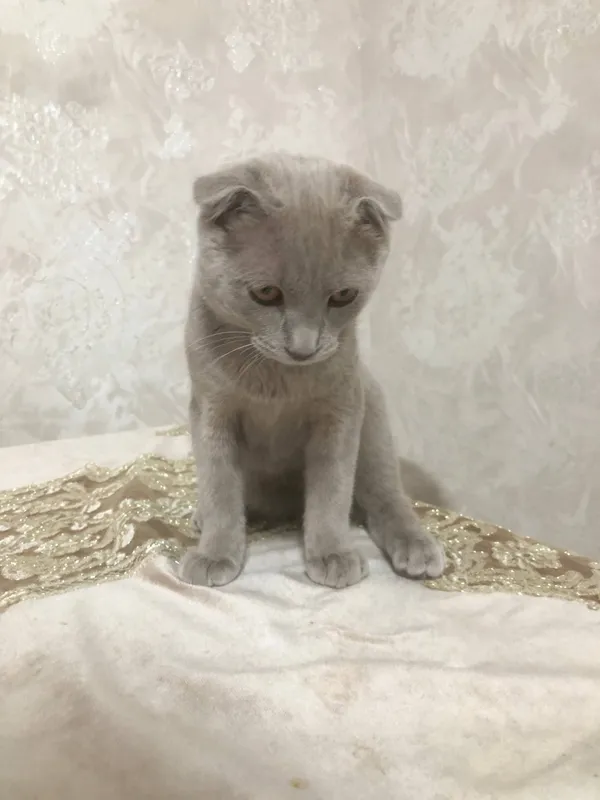 Кот: британский 3 Кот: британский 3