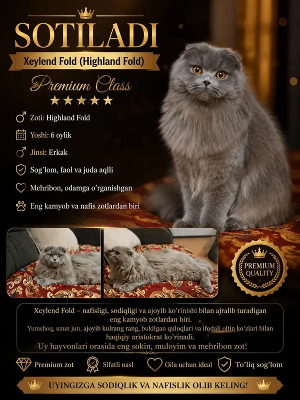 Сотилади ! Heylend Strayd zotli premium mushuk