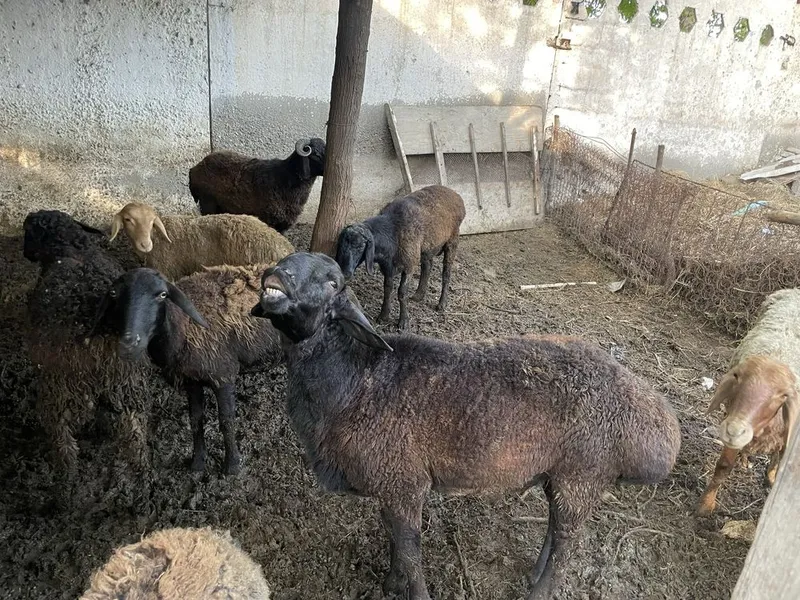 Qurbonlikka qoʻchqorla bor — фото 3